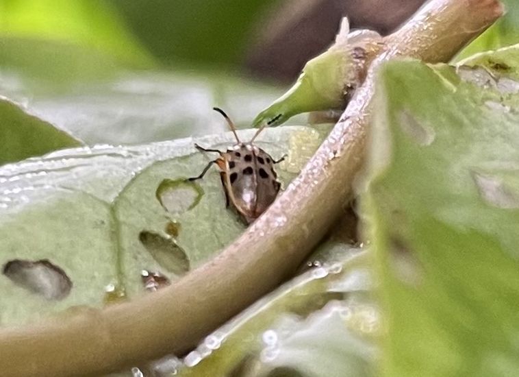 Madeira Beetle