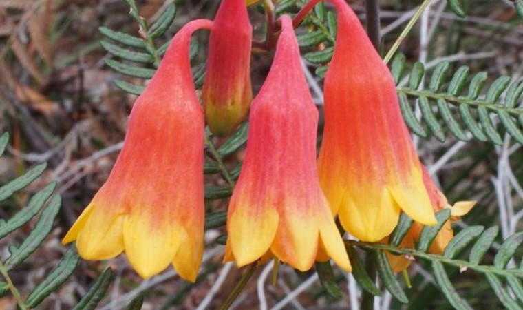 Christmas Bell flowers