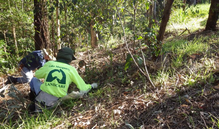 Green Team weeding