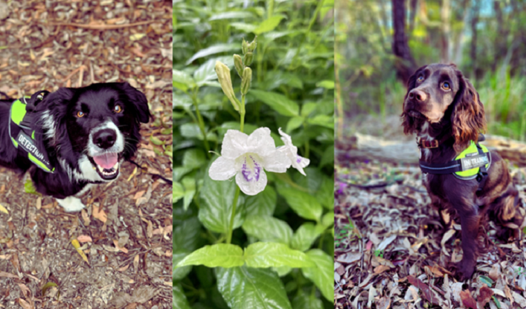 Weed Detector Dogs